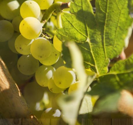 Agriturismo L'Eremo Volpago del Montello Ngoại thất bức ảnh