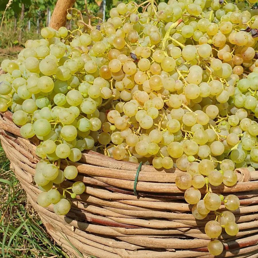 Agriturismo L'Eremo Volpago del Montello Ngoại thất bức ảnh